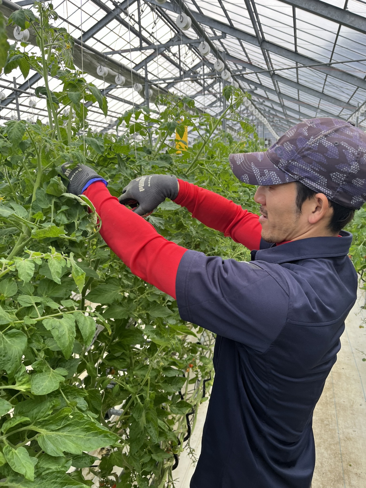 岡山県南エリア　いちごをはじめ果物・野菜などハウス栽培