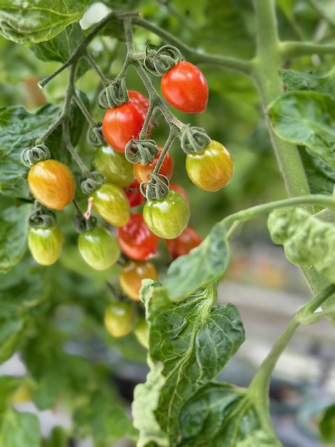 【玉野市】いちご・トマトなどの果物・野菜栽培　勤務時間応相談